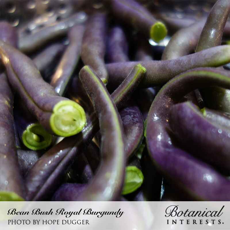Close-up photo of vibrant purple Royal Burgundy bush beans with cut cross-sections showing bright green centers, with 