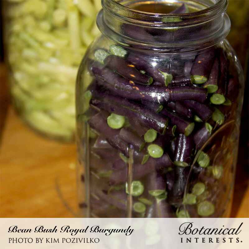 Glass mason jar filled with harvested purple and green cut bush beans on a wooden table, labeled 