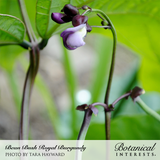 Close-up photo of purple bush bean blossoms and developing pods on green stems, with text reading 