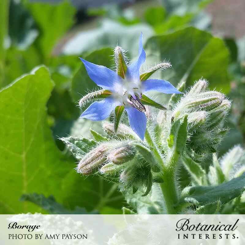 Close-up photo of a vibrant star-shaped blue borage flower surrounded by fuzzy stems and buds, labeled 