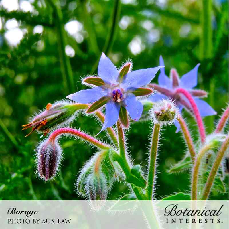 Close-up photo of blue borage flowers, photo by MLS_LAW for Botanical Interests.