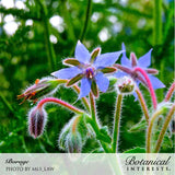 Close-up photo of blue borage flowers, photo by MLS_LAW for Botanical Interests.
