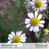 Close-up photo of two German chamomile flowers with bright yellow centers and white petals on a blurred natural background, credited to Dorothy Luxa for Botanical Interests.