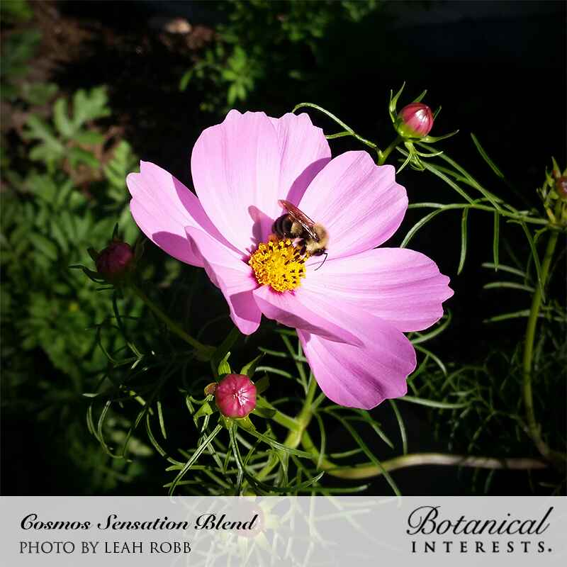Close-up photo of a honeybee gathering nectar on a bright pink Sensation Blend cosmos flower with a yellow center, with text reading "Cosmos Sensation Blend Photo by Leah Robb" and "Botanical Interests" at the bottom, for Sensation Blend Cosmos Seeds.