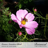 Close-up photo of a honeybee gathering nectar on a bright pink Sensation Blend cosmos flower with a yellow center, with text reading 