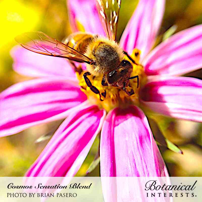 Macro close-up photo of a honeybee gathering nectar from a vibrant pink cosmos flower with a bright yellow center, with 