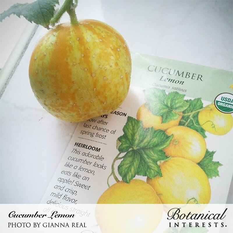 A round, yellow-orange lemon cucumber with a curled stem sits atop its Botanical Interests seed packet, which shows an illustration of the fruit on the vine and text noting it's a USDA Organic heirloom that looks like a lemon but tastes crisp and mild.