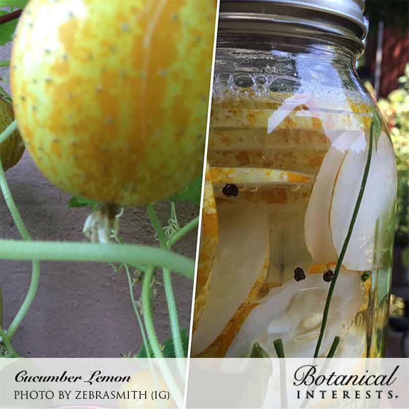 Two-part image of Lemon Cucumber: a round, yellow-and-green mottled cucumber ripening on the vine, alongside a mason jar of sliced cucumbers pickling with peppercorns and dill.