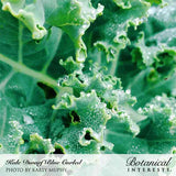 Close-up of Dwarf Blue Curled kale leaves, tightly ruffled and blue-green with dewdrops beaded across the crinkled surface, labelled with the variety name and photo credit.
