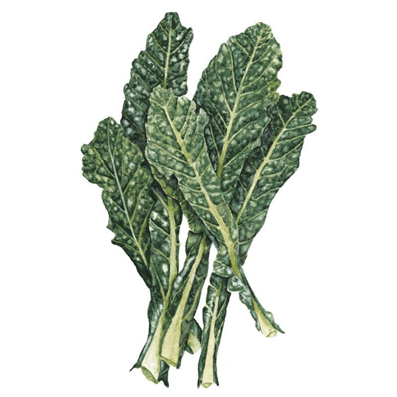 Botanical illustration of a Lacinato Dinosaur Kale plant with dark green to black textured, upright leaves on a white background, for Lacinato Dinosaur Kale Seeds.