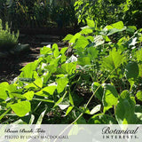 Sunlit rows of bush bean plants with broad, heart-shaped green leaves growing thickly along a garden path, with taller crops and rocks bordering the bed behind them.
