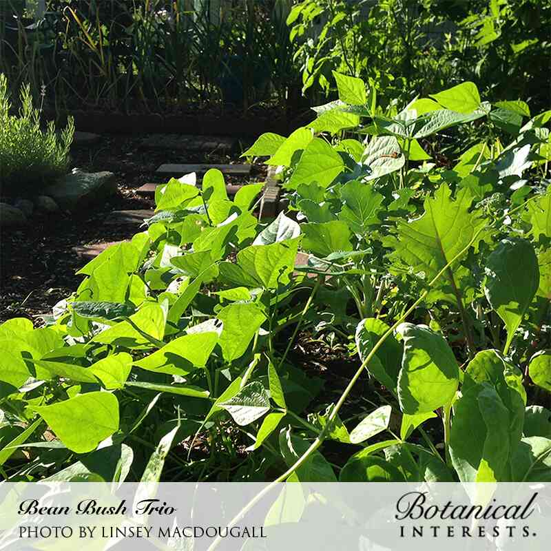Sunlit rows of bush bean plants with broad, heart-shaped green leaves growing thickly along a garden path, with taller crops and rocks bordering the bed behind them.