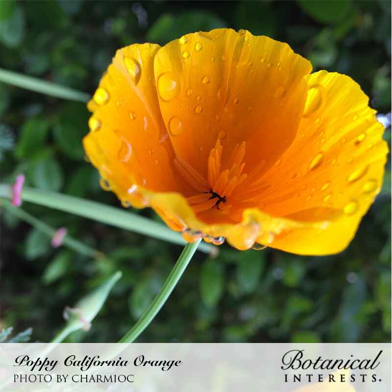 Close-up photo of a vibrant golden-orange California poppy flower covered in water droplets with Botanical Interests branding at the bottom, for Orange California Poppy Seeds.