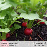 Photo of bright red Cherry Belle radishes growing in dark soil with leafy green tops, labeled 