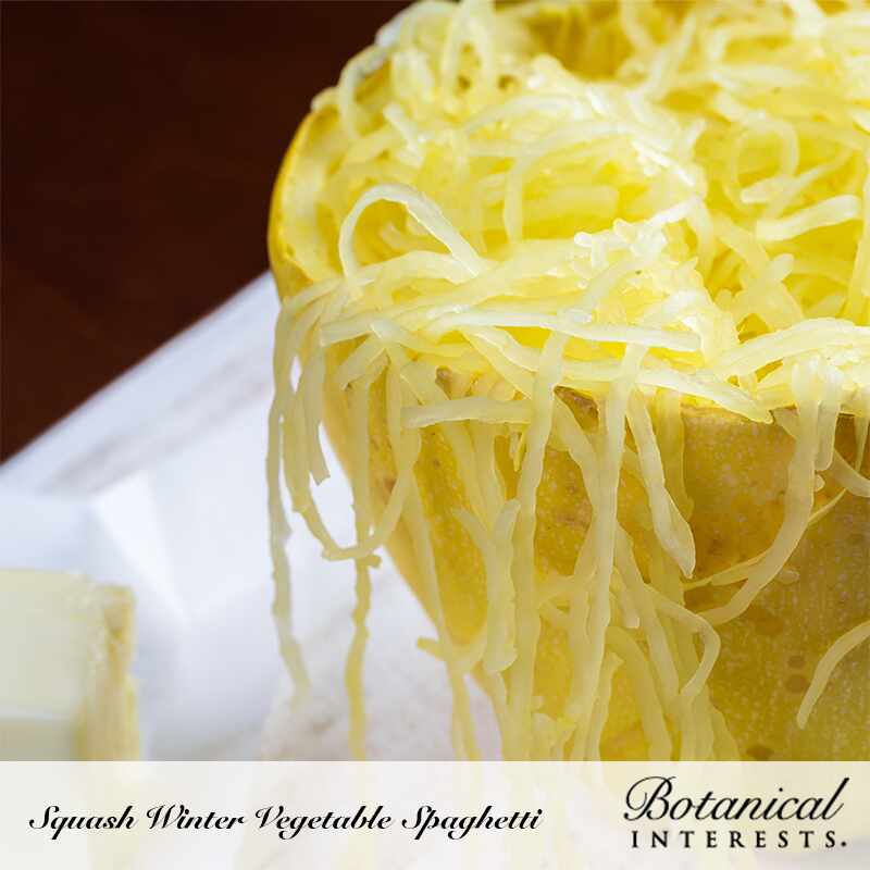 Close-up view of cooked, shredded spaghetti squash strands served inside the squash skin, labeled "Squash Winter Vegetable Spaghetti" for Botanical Interests.