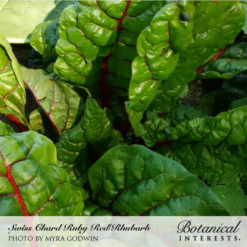 Close-up of Ruby Red Swiss chard, its glossy, deeply crinkled dark green leaves veined with vivid crimson midribs, growing densely in a garden bed.