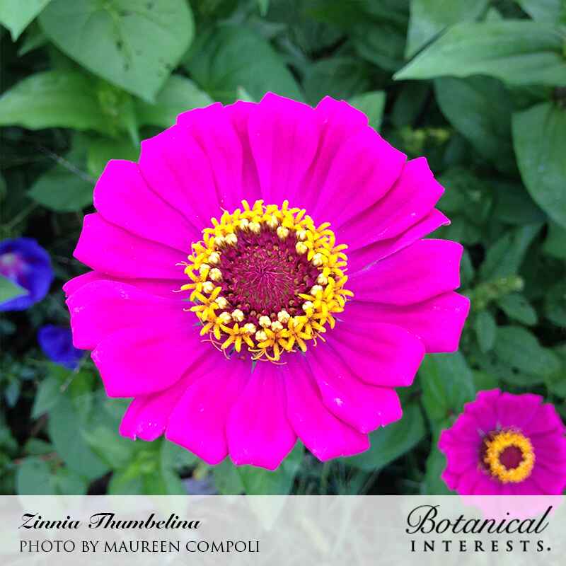 Close-up photo of a fully open bright magenta pink Zinnia Thumbelina flower with a ring of small yellow disc florets at the center, photographed by Maureen Compoli for Botanical Interests, for Thumbelina Zinnia Seeds.