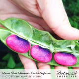 A hand splits open a green Scarlet Emperor runner bean pod, revealing three plump seeds with vivid pink and purple mottled markings, text below credits the photo and names the variety.