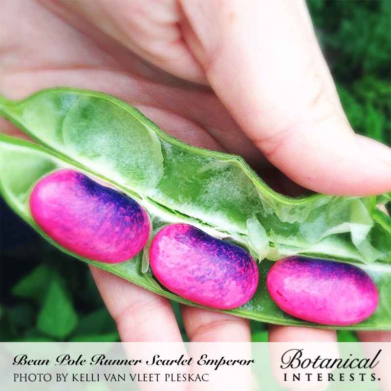 A hand splits open a green Scarlet Emperor runner bean pod, revealing three plump seeds with vivid pink and purple mottled markings, text below credits the photo and names the variety.