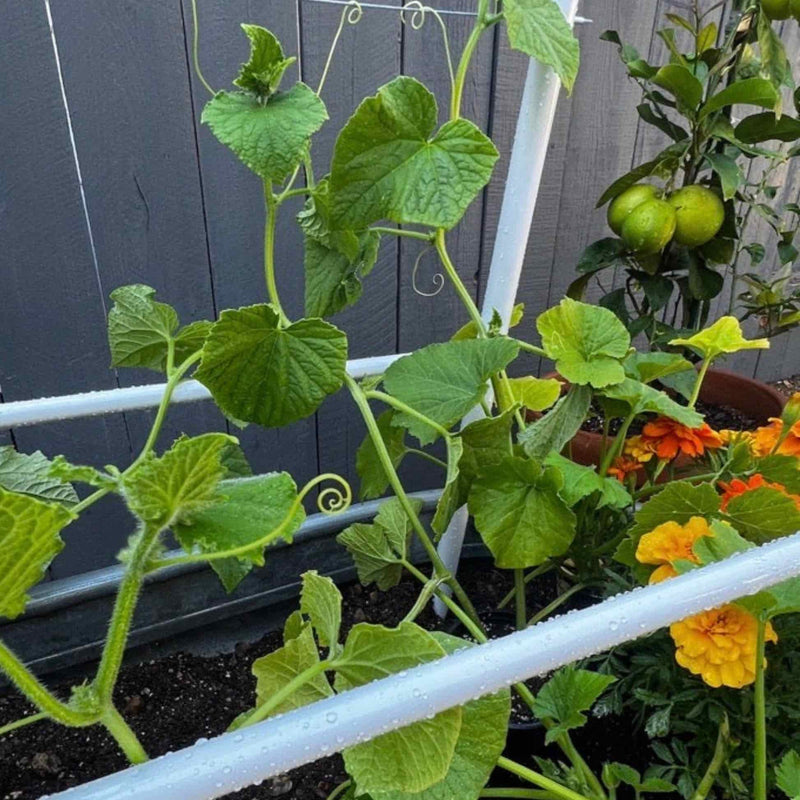 Close-up photo of young green cucumber vines climbing a white trellis line next to marigold flowers in a garden bed.