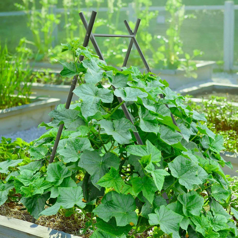 Charcoal A-frame trellis supporting white-flowered pea plants growing inside a green raised garden bed against in a garden setting, for Epic x Terra Modern A-Frame.