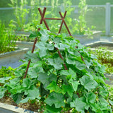 Zinc A-frame trellis supporting white-flowered pea plants growing inside a green raised garden bed against in a garden setting, for Epic x Terra Modern A-Frame.