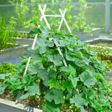 White A-frame trellis supporting white-flowered pea plants growing inside a green raised garden bed against in a garden setting, for Epic x Terra Modern A-Frame.