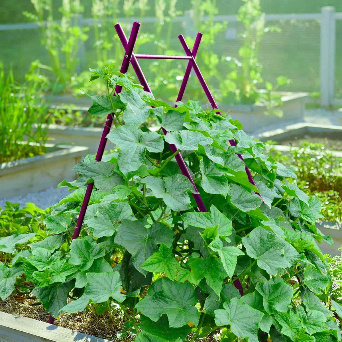 Purple A-frame trellis supporting white-flowered pea plants growing inside a green raised garden bed against in a garden setting, for Epic x Terra Modern A-Frame.