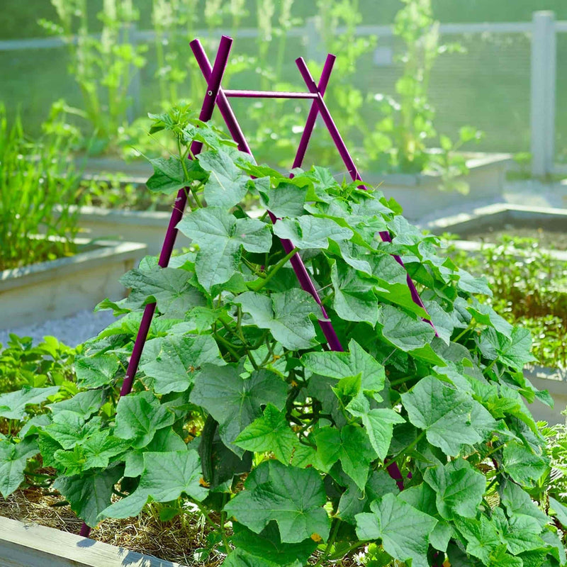 Purple A-frame trellis supporting white-flowered pea plants growing inside a green raised garden bed against in a garden setting, for Epic x Terra Modern A-Frame.