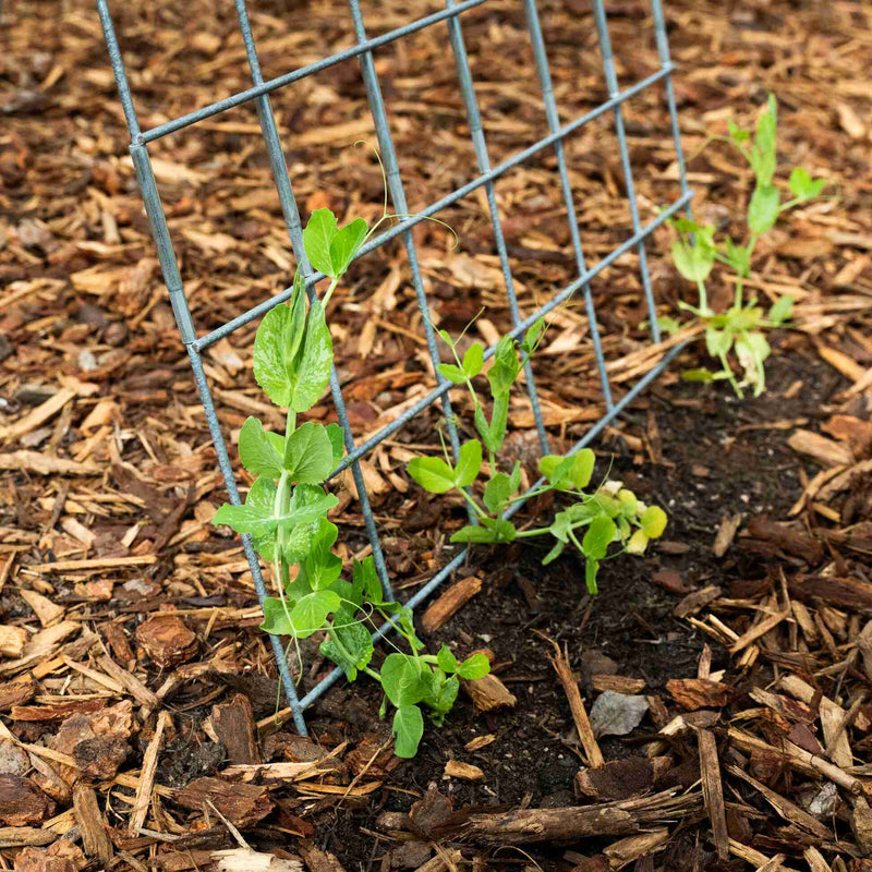 Young pea seedlings growing along a wire trellis installed in mulched garden soil