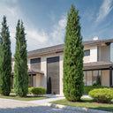 Three tall, narrow Italian Cypress trees planted in a lawn along the side of a modern two-story home under a blue sky.