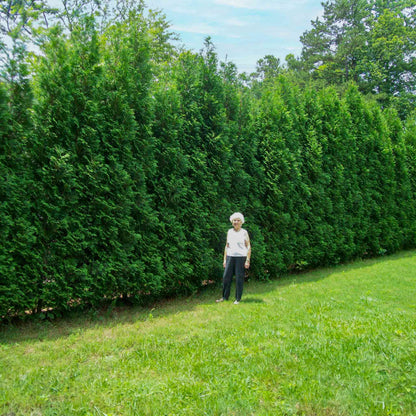 A woman standing beside a tall American Pillar Thuja privacy hedge on a lawn.