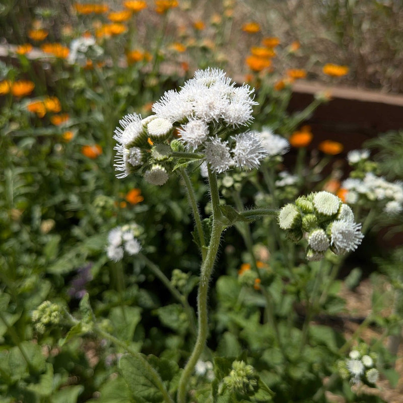 Dondo White Ageratum flowers with green leaves in a garden setting