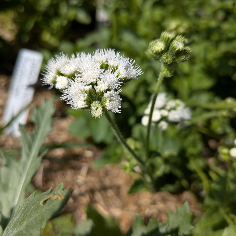 Dondo White Ageratum flower with green leaves on a blurred natural background
