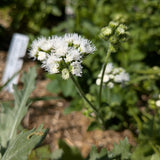 Dondo White Ageratum flower with green leaves on a blurred natural background