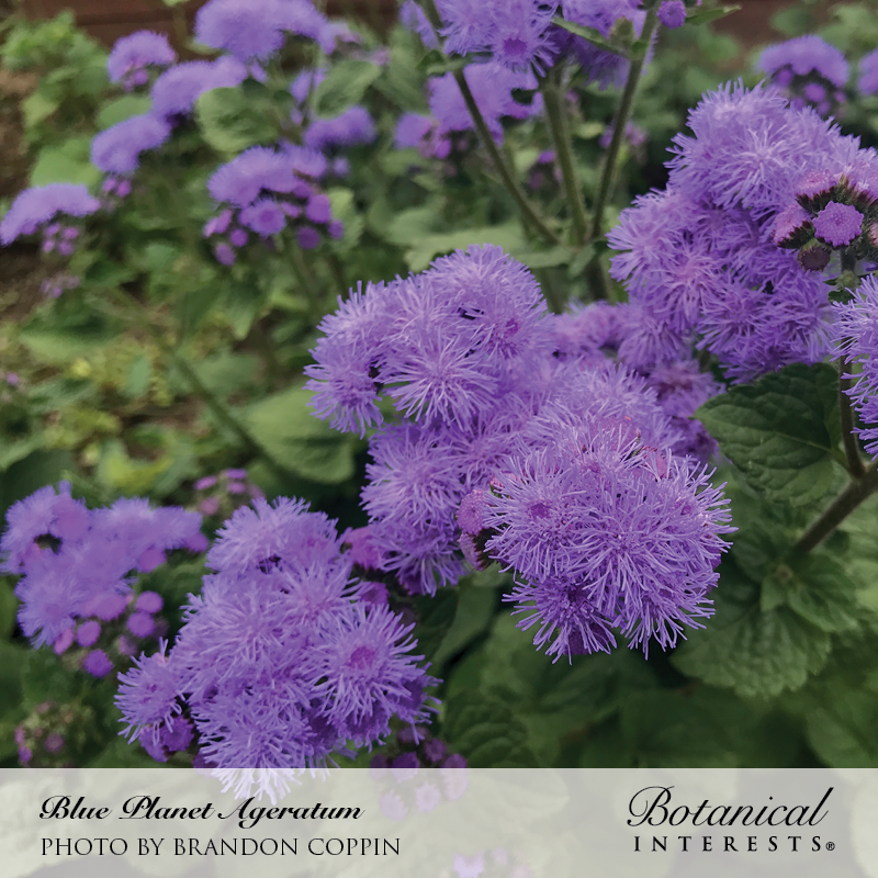 Close-up of Blue Planet ageratum flowers in a garden bed, showing clusters of fuzzy, thread-like purple-blue blooms against green foliage, labelled with the product name and photo credit.