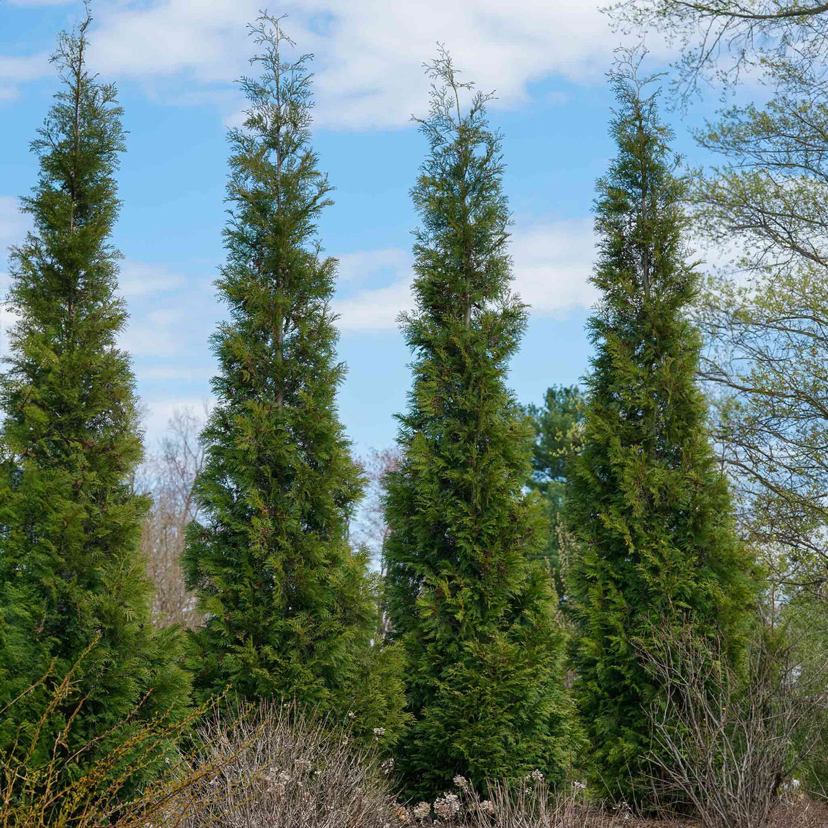 A row of tall, narrow American Pillar Thuja trees against a blue sky.