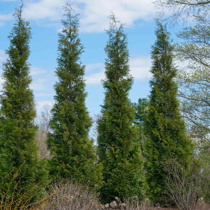 A row of tall, narrow American Pillar Thuja trees against a blue sky.