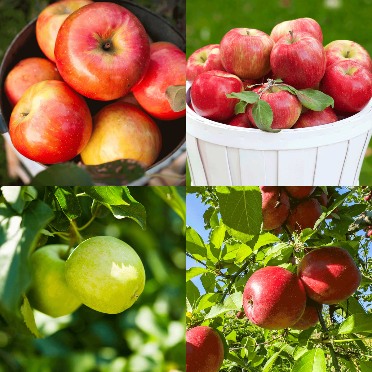 Four-panel grid showing Gala, Honeycrisp, Granny Smith, and Fuji apples.
