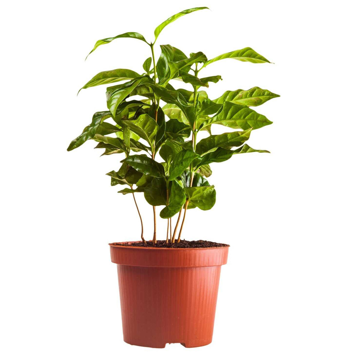 Young potted Arabica Coffee Plant with leafy green stems studio shot isolated on a plain white background, planted in a terracotta-colored plastic nursery grow pot.