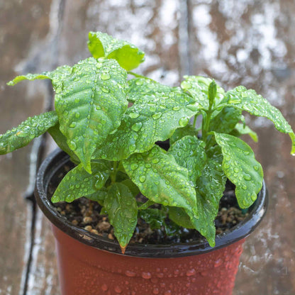 Water droplets clinging to the green leaves of a young potted Arabica Coffee Plant.