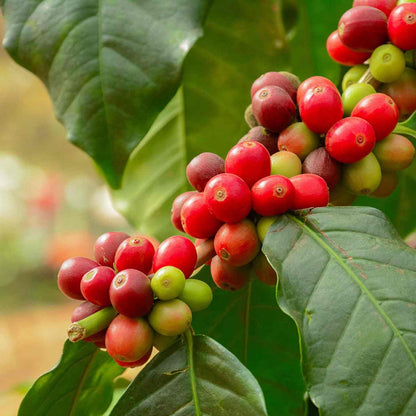 Close-up view of vibrant red and ripening green coffee cherries growing on a leafy branch of an Arabica Coffee Plant.