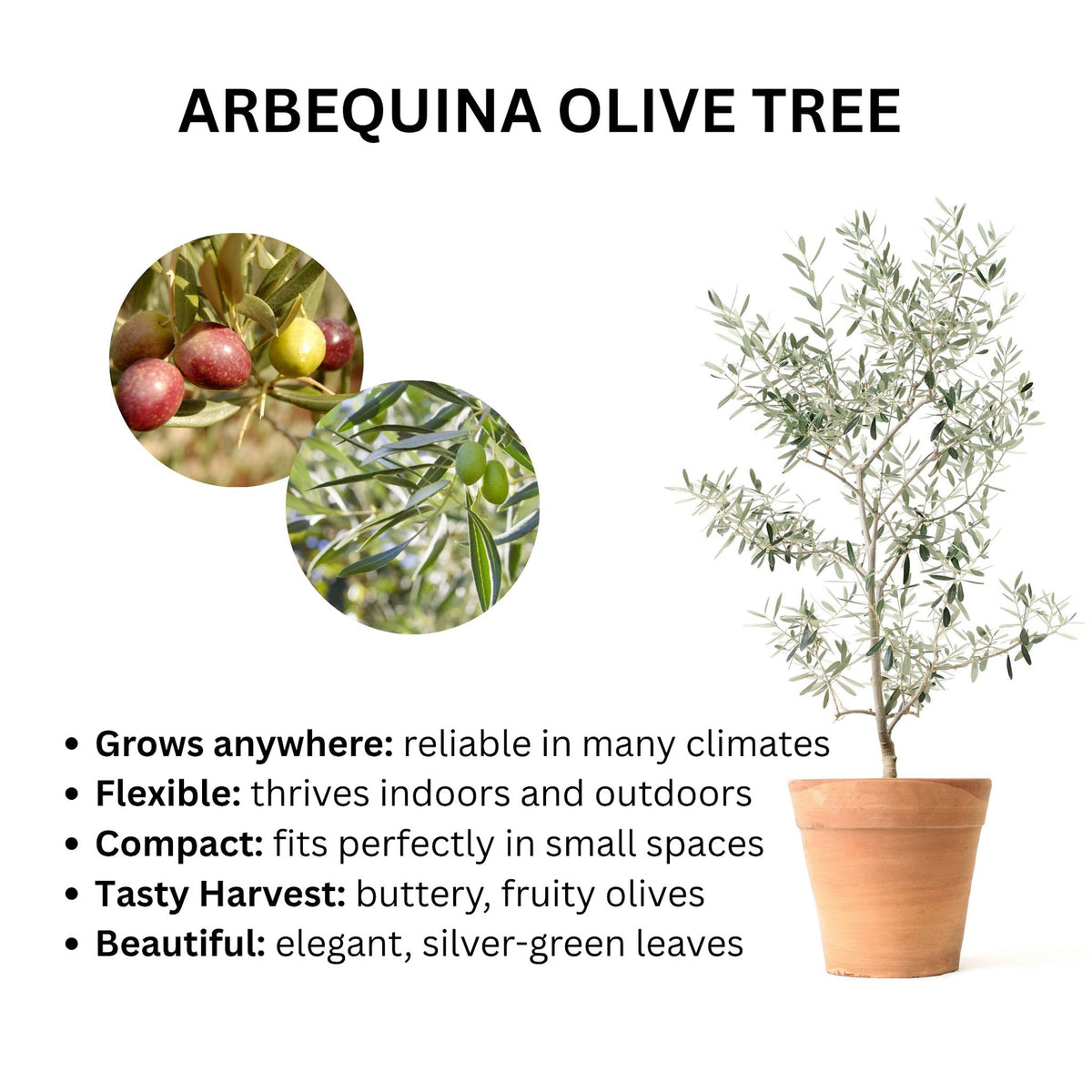 Arbequina Olive Tree infographic showing a potted plant, fruit close-ups, and key features.