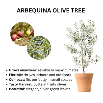 Arbequina Olive Tree infographic showing a potted plant, fruit close-ups, and key features.