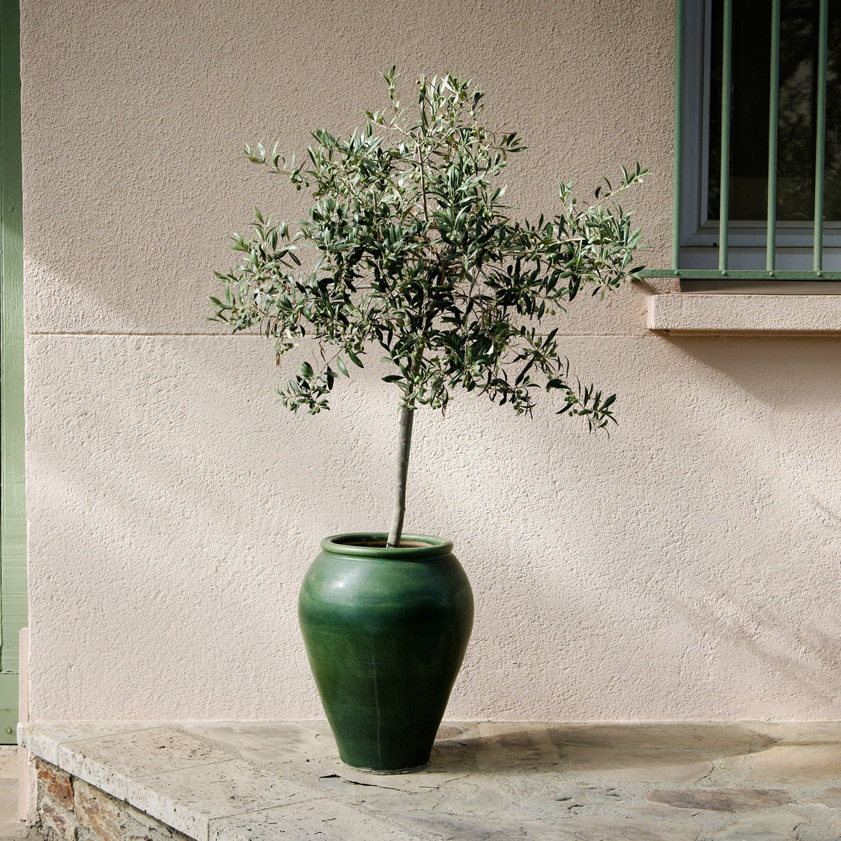 Potted olive tree in a green ceramic planter against a stucco wall outdoors.