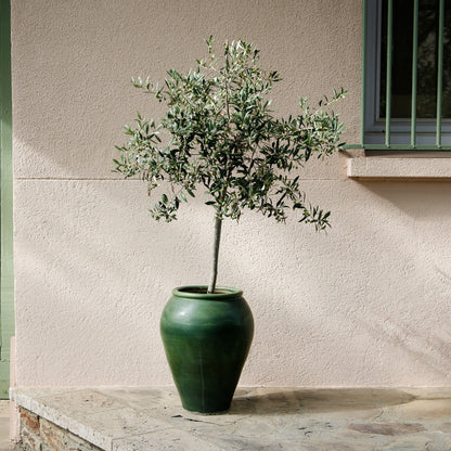 Potted olive tree in a green ceramic planter against a stucco wall outdoors.