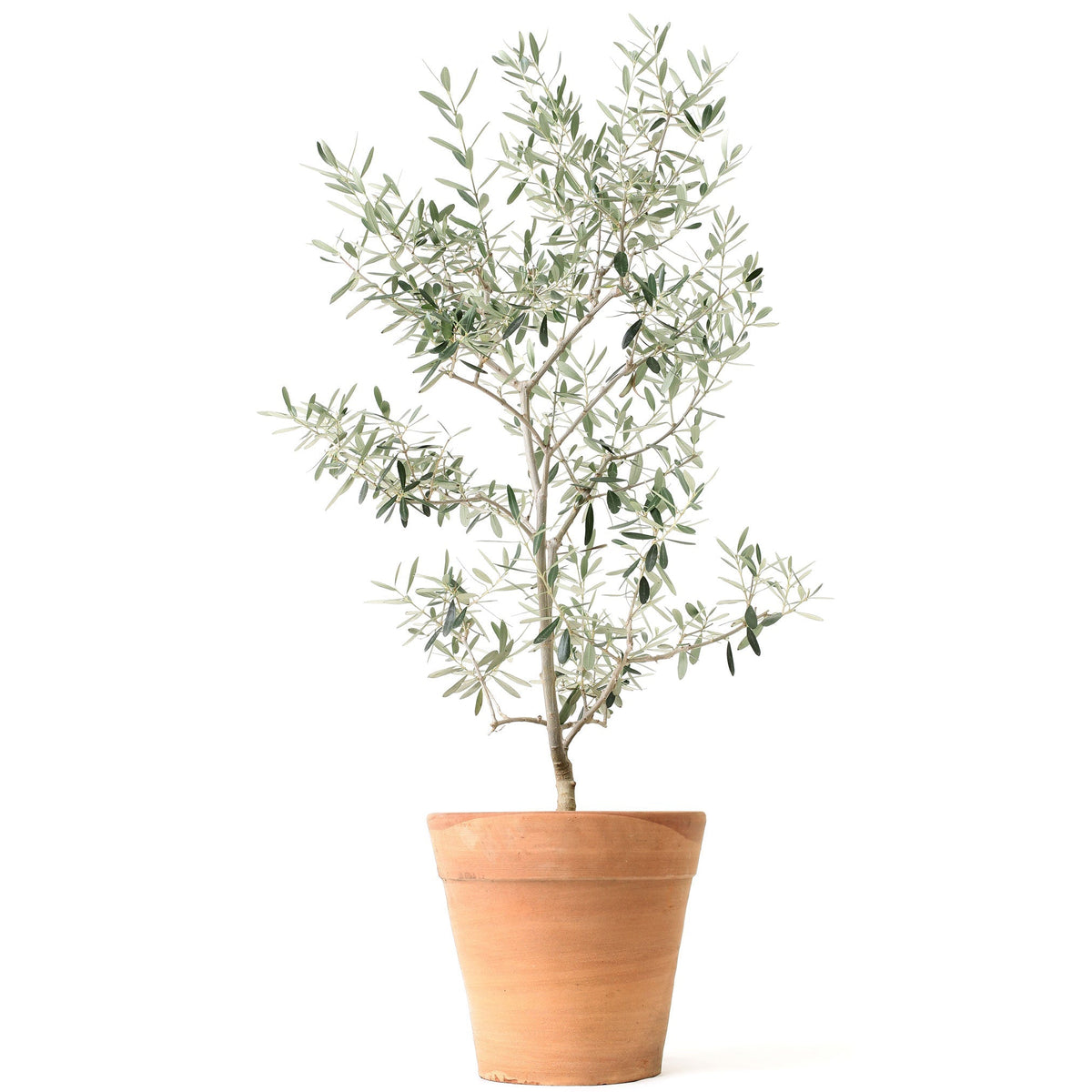 A young olive tree with slender silvery-green leaves growing in a terracotta clay pot against a solid white background.