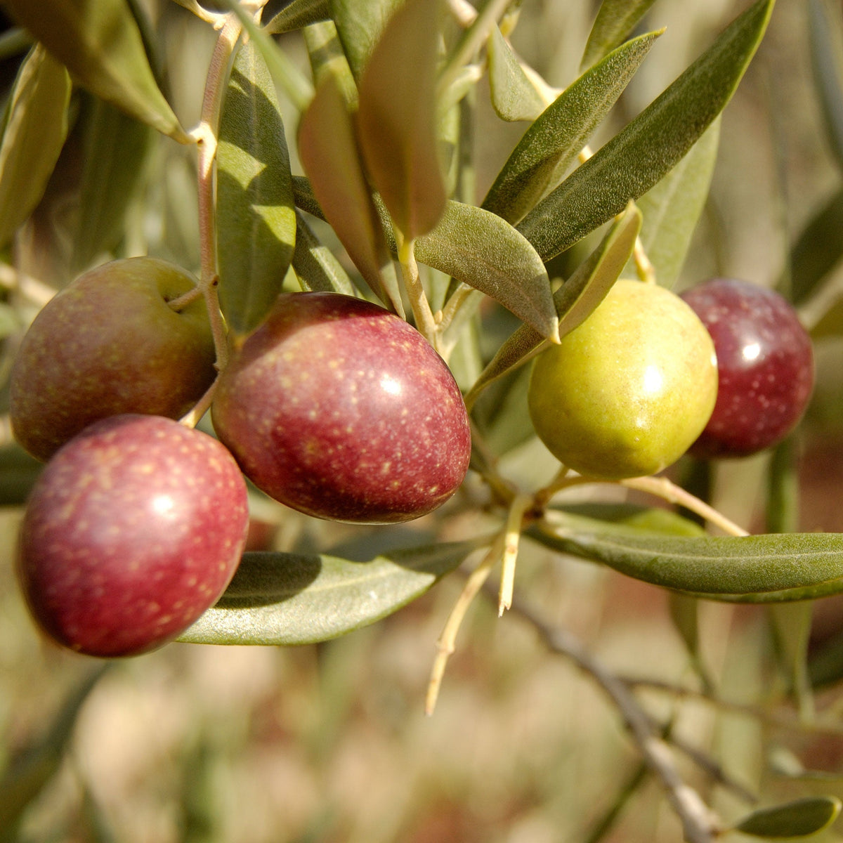 Cluster of green and ripening reddish-purple Arbequina olives hanging on an olive branch.
