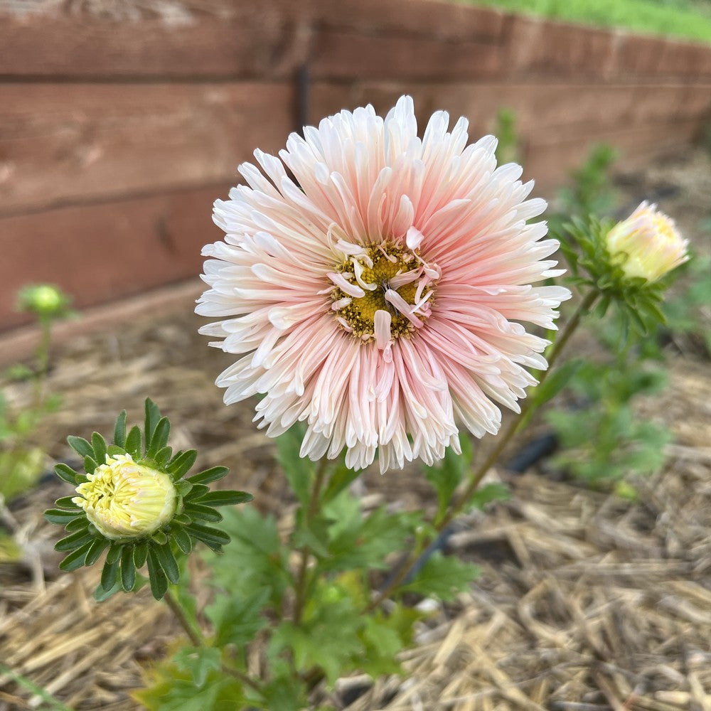 Close-up view of a fully double King Size Apricot Aster bloom with soft peach-pink petals shading into a warm yellow center, framed by deep green leaves against a blurred outdoor background.
