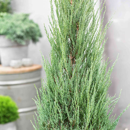 Close-up of slender blue-green foliage of a Blue Arrow Juniper tree in an outdoor patio setting.